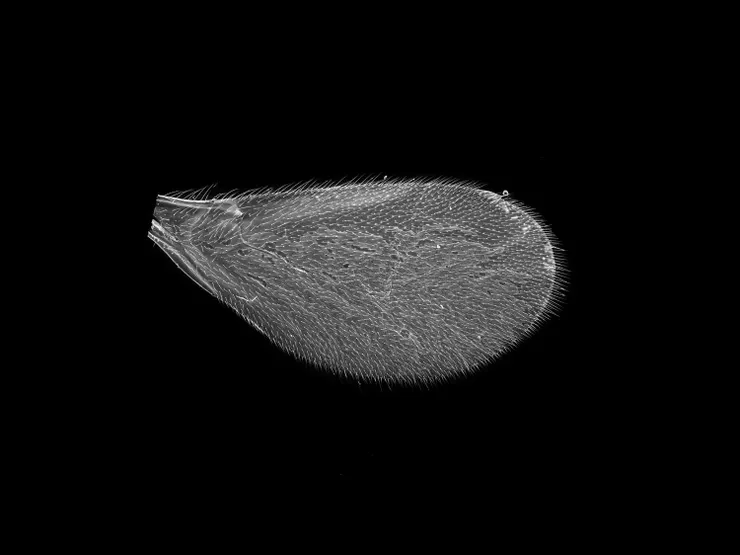 〈膜翅目釉小蜂科昆蟲的翅膀,萬塞訥林地〉,《接地雜訊》系列,塞琳・克拉內。圖片來源:國家攝影文化中心