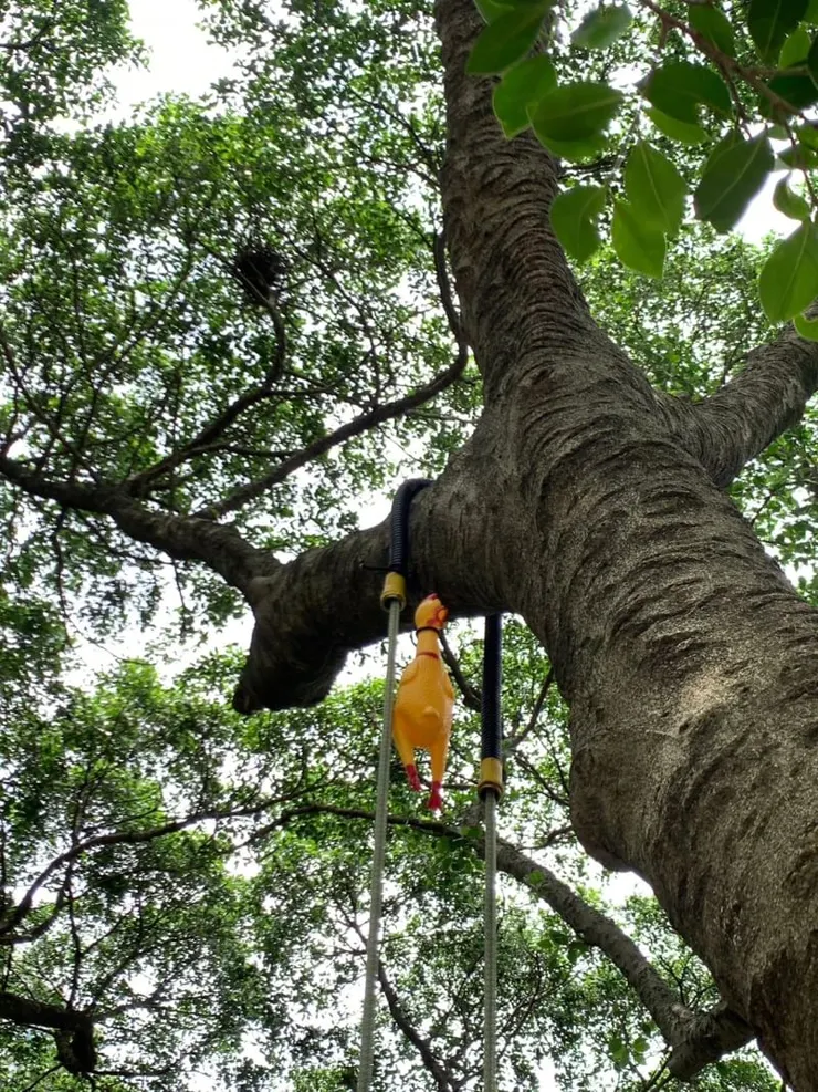 樹上抓雞