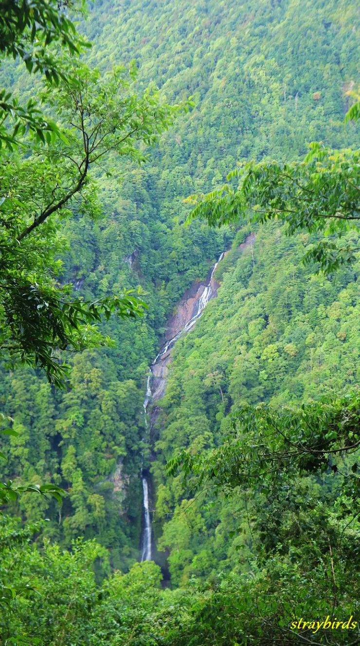 榛山北稜的觀霧瀑布，細如絹絲，之前來時可能是枯水期，沒有特別注意到，姿態比東線瀑布更優美。