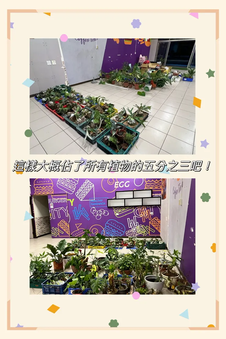 鹿角蕨和觀葉植物各據一方