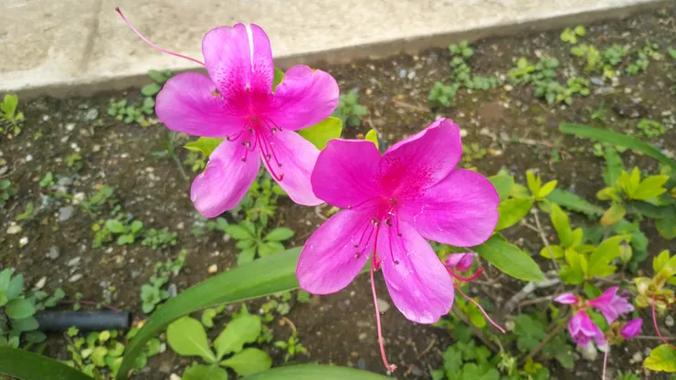 每年淡淡的三月天,杜鵑花必開!