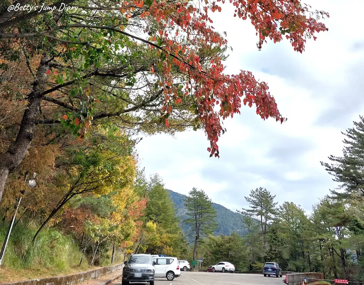 ▲台中「大雪山國家森林遊樂區」/圖片來源：Betty's Jump Diary