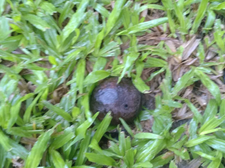 掉下來久了就變黑了