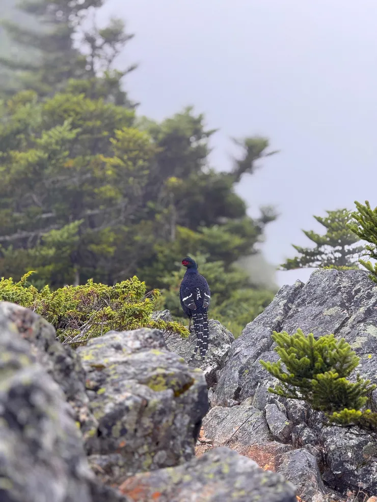 超級幸運巧遇帝雉