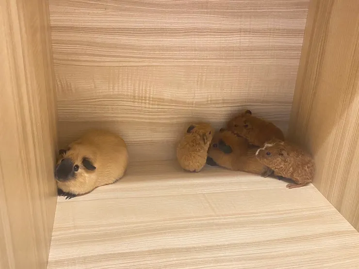 看到人類會緊縮在一角的澳洲天竺鼠