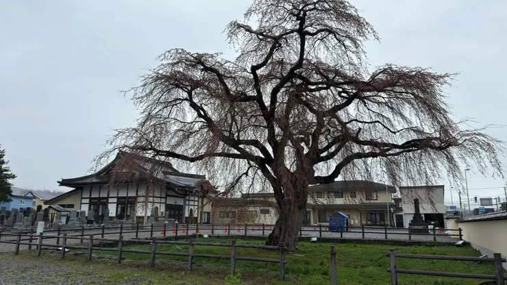 法龜寺垂枝櫻推測樹齡約300年， 花盛開時景色應該極爲壯觀。
