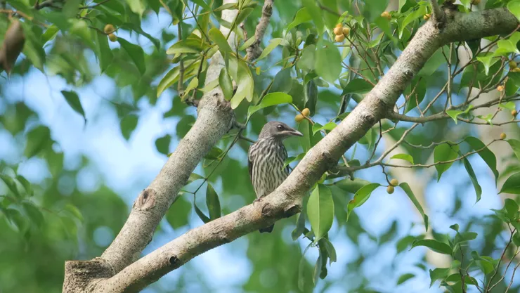 未成年鳥,樣子和雙親不一樣