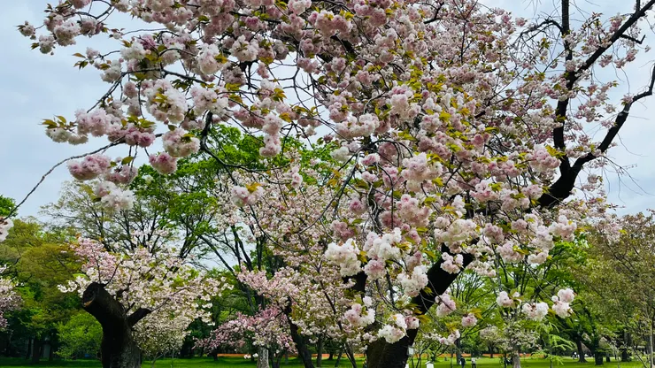 想必早一些來會更壯觀吧。