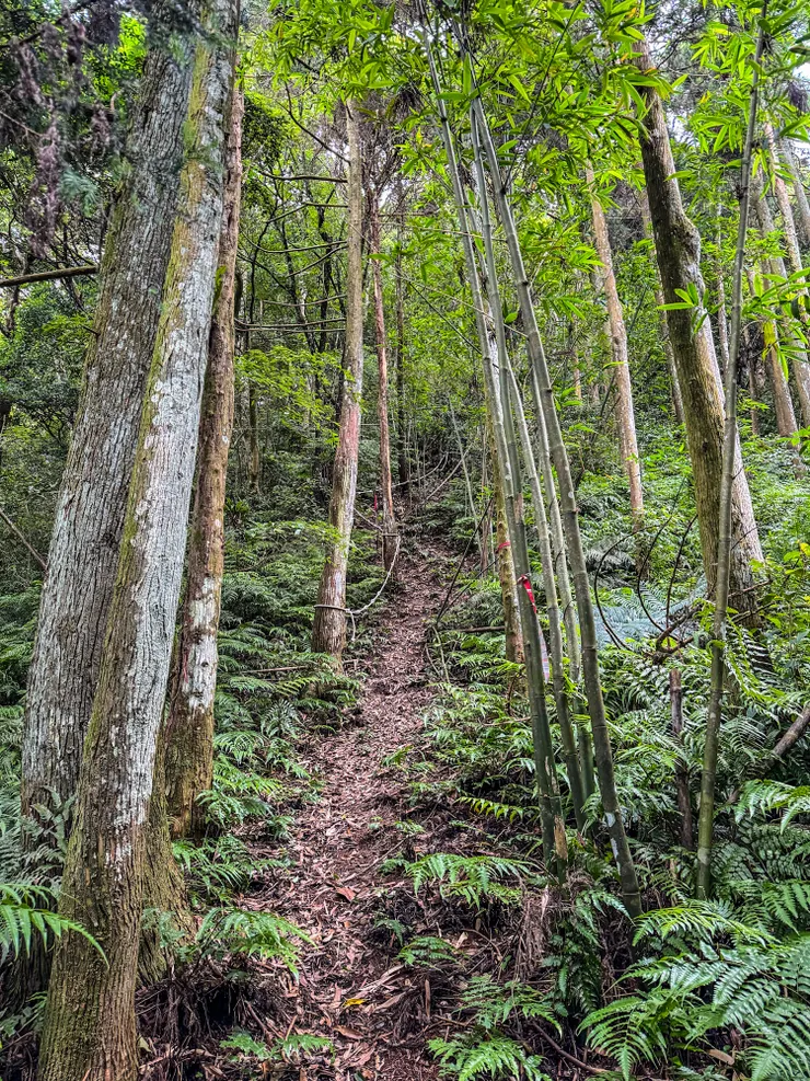 接著往金平山續行。