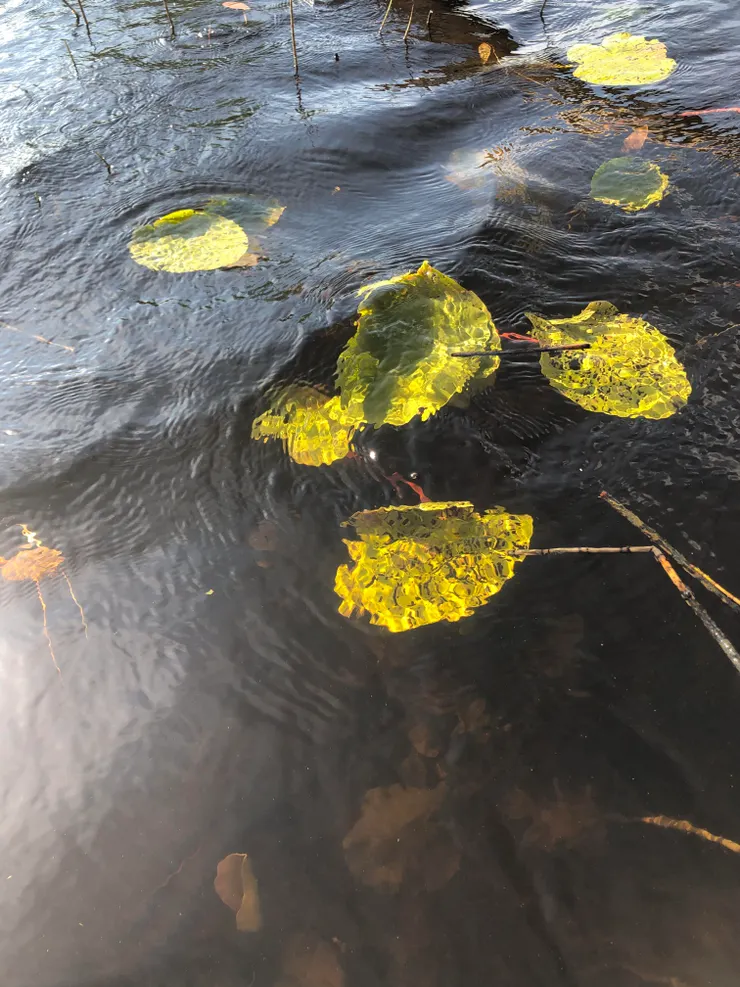 Parilanjärvi在湖上往湖水看的模樣