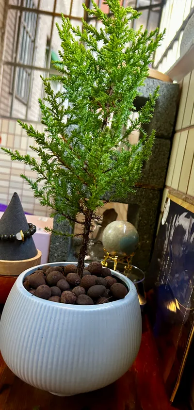 開心找到新伙伴加入陽台