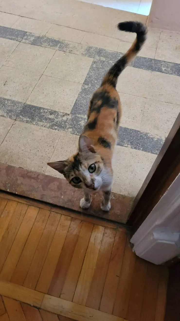 登門拜訪的小屁