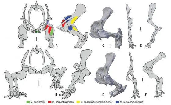 該巨獸能直立的骨骼結構