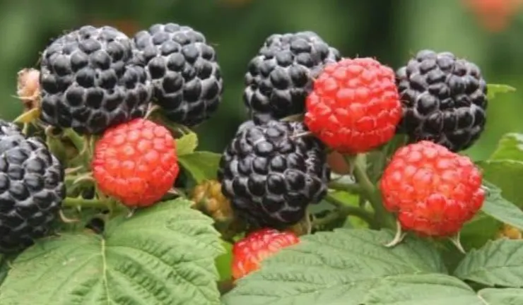 烏泡(Rubus parkeri Hance)