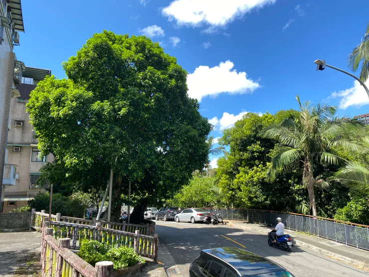 古道旁的百年老樹