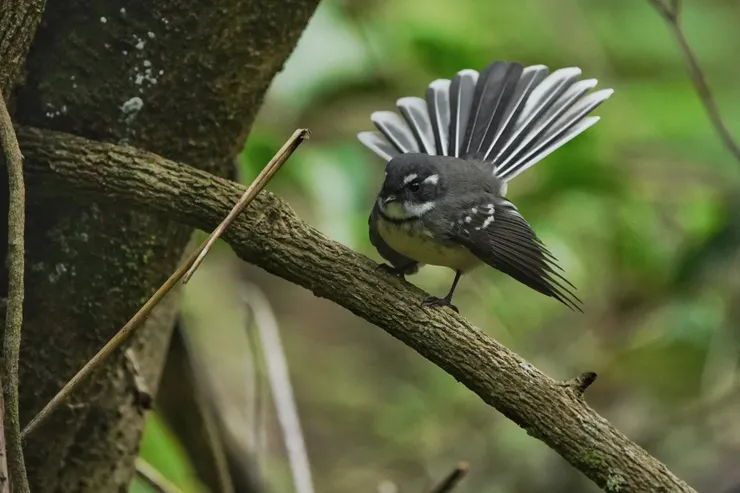 森林棲地常客扇尾鶲 Gray Fantail