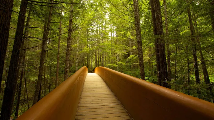 美國紅木國家公園