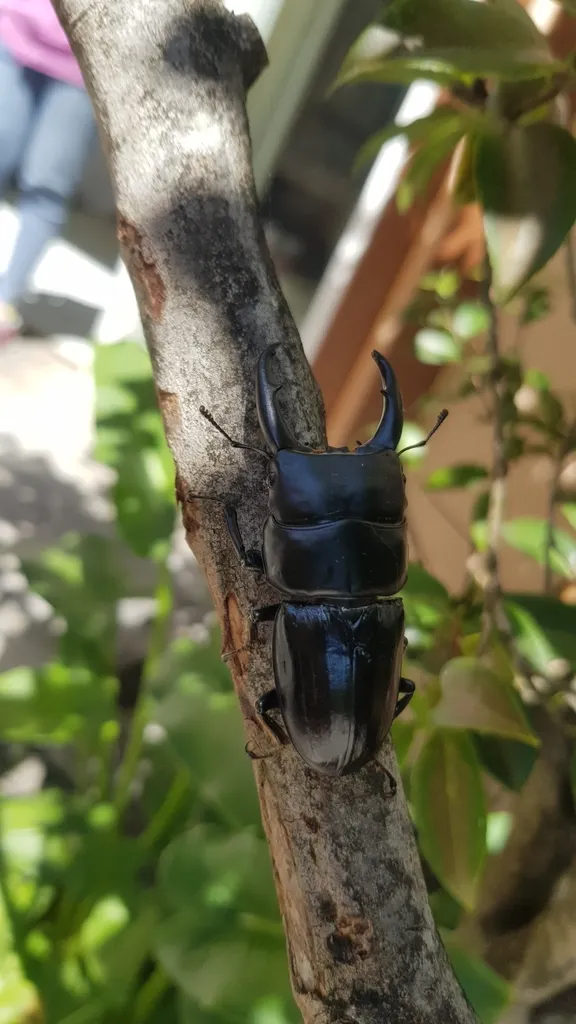 © Wei Chia 的觀察紀錄