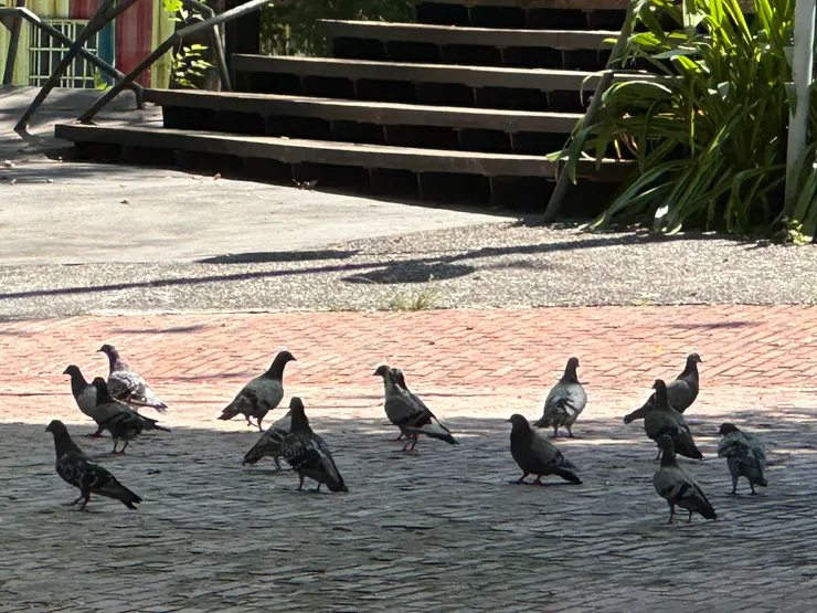 廣場上悠哉的鴿子🕊