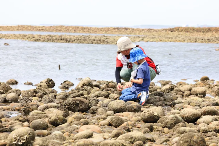 在遍佈石蚵的石堆中進行潮間帶觀察，是新屋海岸最有特色的體驗