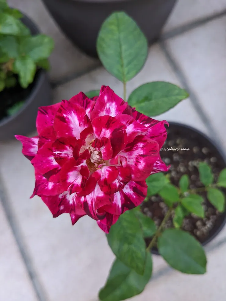 胭脂虎 六月夏花