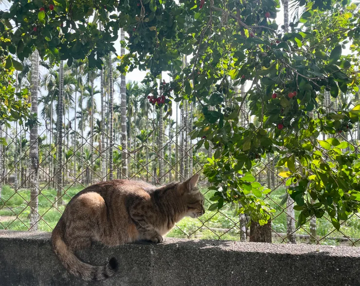 二零二五年，年初一拍的貓貓，一大早就在虎視眈眈看著遠方的獵物。