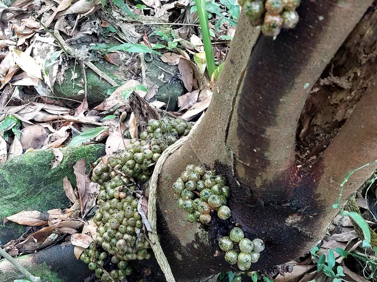 水同木，桑科榕屬的幹生果植物，因結實累累的樣子就像母豬的乳房，被人們戲稱為「豬母乳」