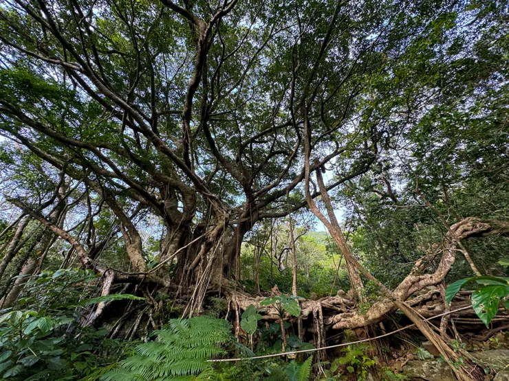 仔細看是好幾顆樹聚集在一起,右邊的根像旋在空中一樣好奇特