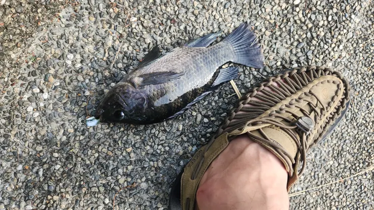 蠻大的，但是真的是運氣好。我也不知道怎麼釣上來的。