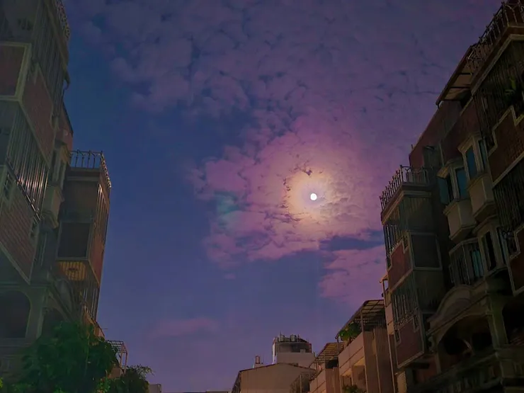 DAY 1
來了一隻動漫感的鳥
或許真的能來點好運