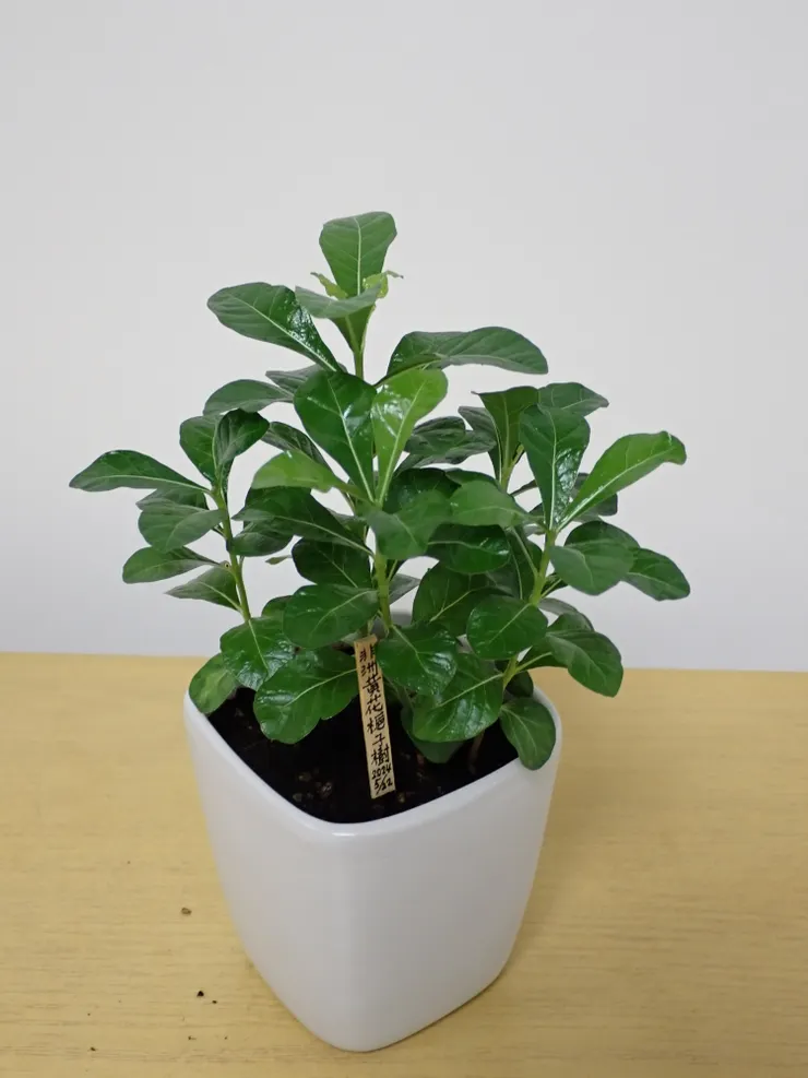 中山社大113.09.05