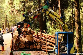 大夥邊拍攝的時候木材也跟著裝載到車上