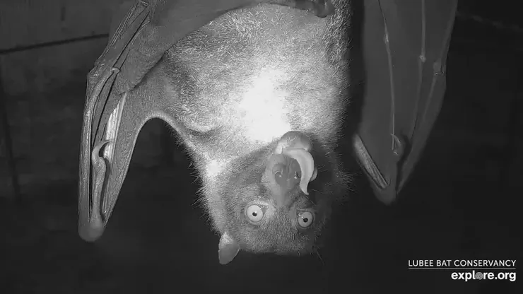 圖片來源：explore.org 官方網站