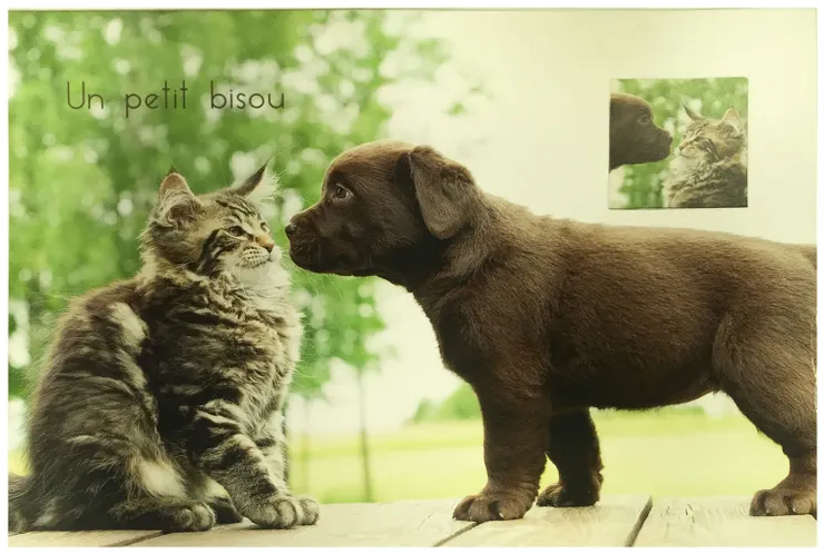 T從新加坡寄給我的卡片