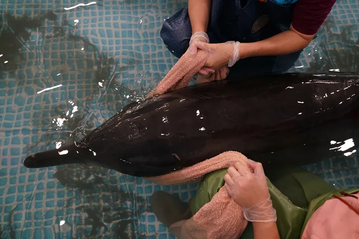 海豚可愛，但海豚不說。