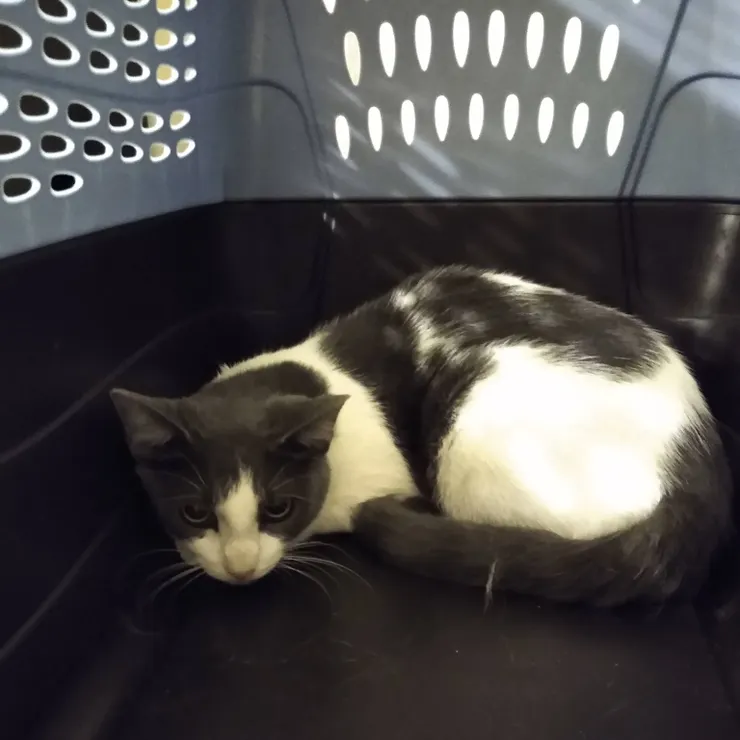 膽小害羞的灰白貓小露西