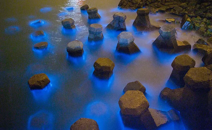 ynes95, CC BY-SA 2.0 , via Wikimedia Commons