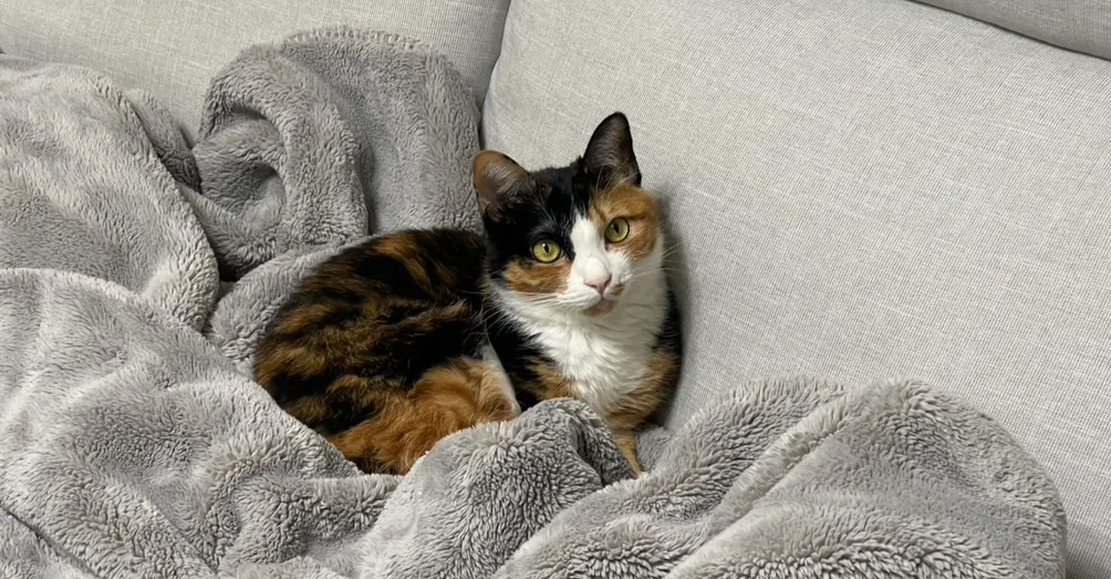 Li Wen Chiou的沙龍