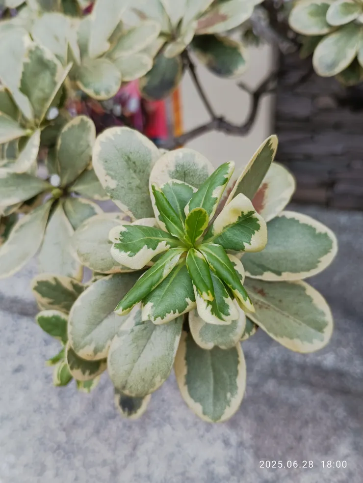 斑葉海桐，自拍攝；較常見的是台灣海桐