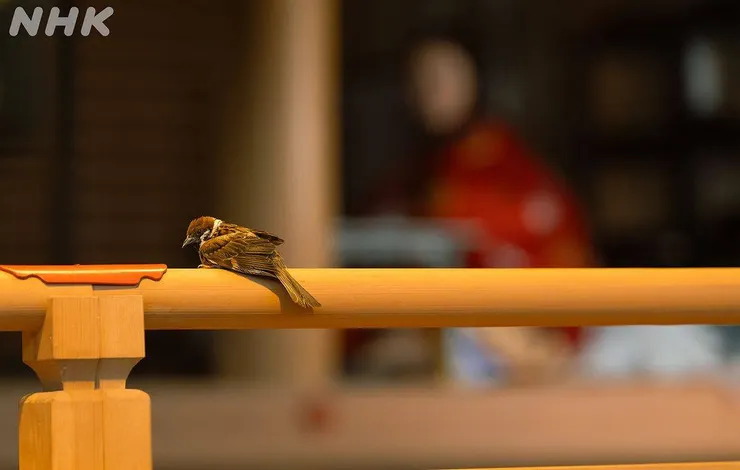 誰的青春小鳥一去不回頭??