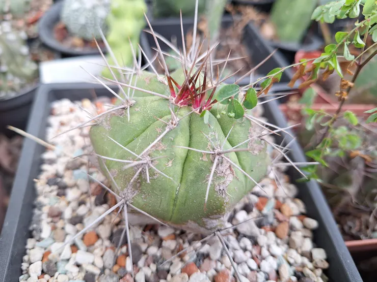 Gymnocalycium paediophilum
