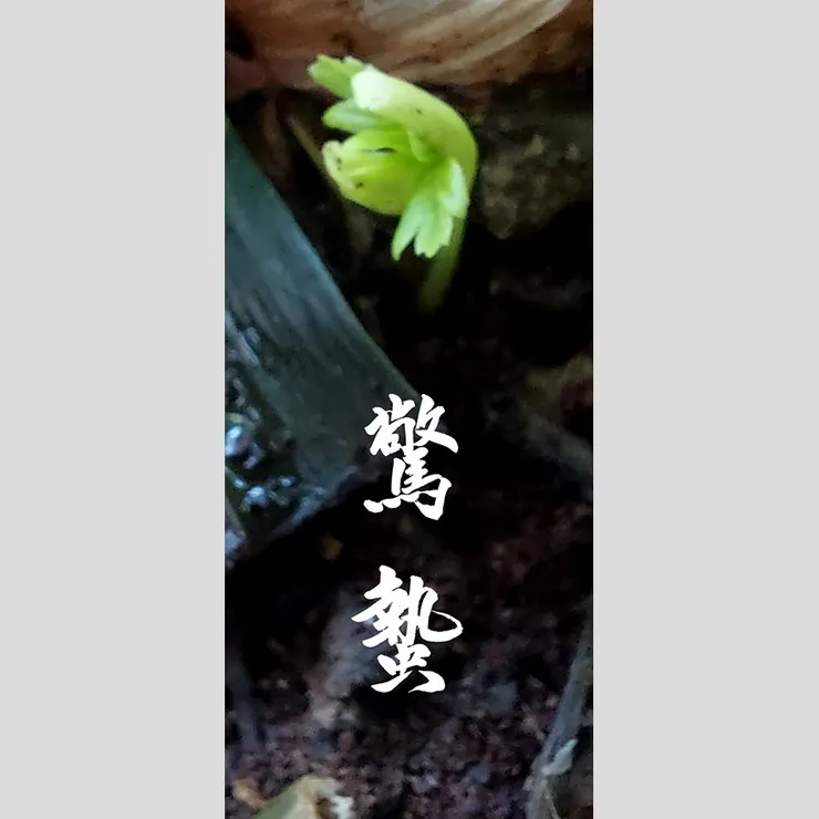 【節氣：驚蟄】