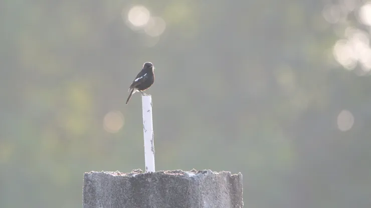 發出柔光很好看