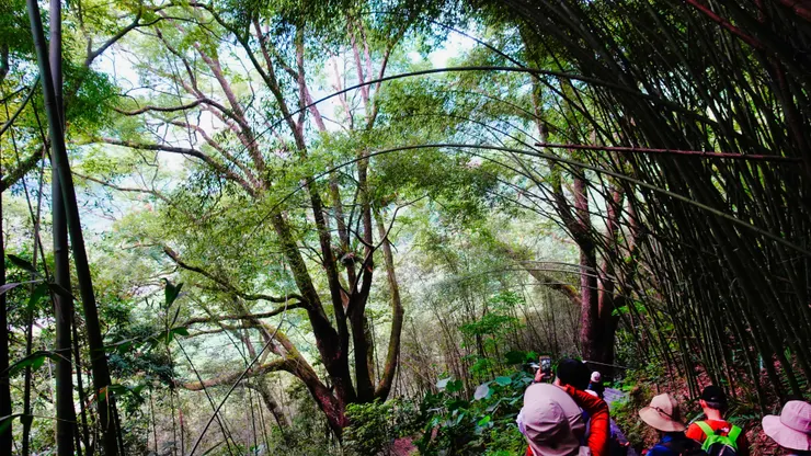 竹林與樟木交錯