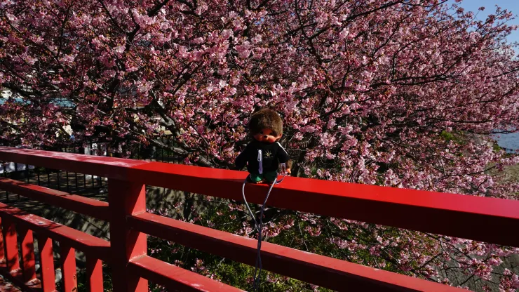 日本賞櫻祕境：河津櫻花隧道之旅之2025年3月10日河津站賞櫻