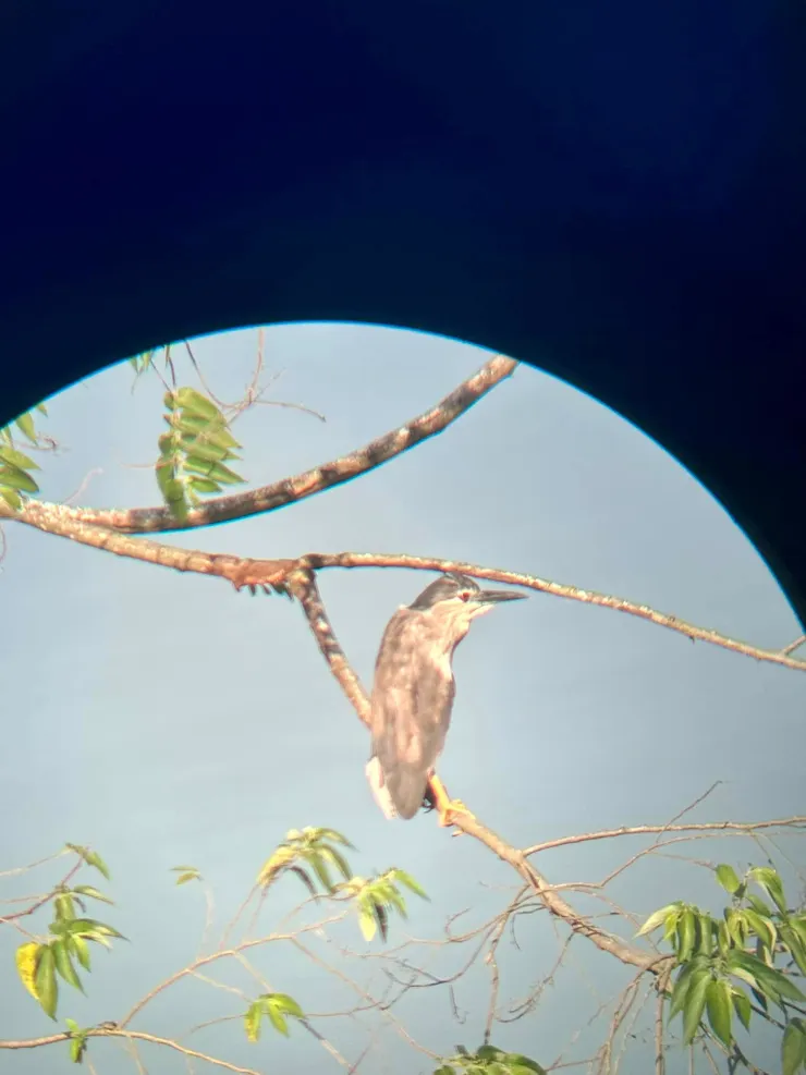 圖01 停棲夜鷺馬上來迎賓