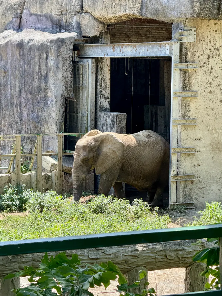 壽山動物園-大象區。蹦比看到不想離開！