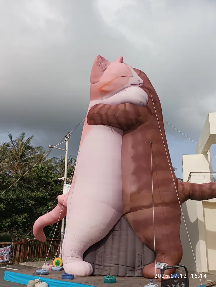 高巨大的擁抱貓