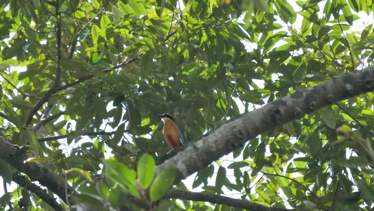 沒想到八色鶇會去到樹頂這樣高，平時看的照片都是在地上