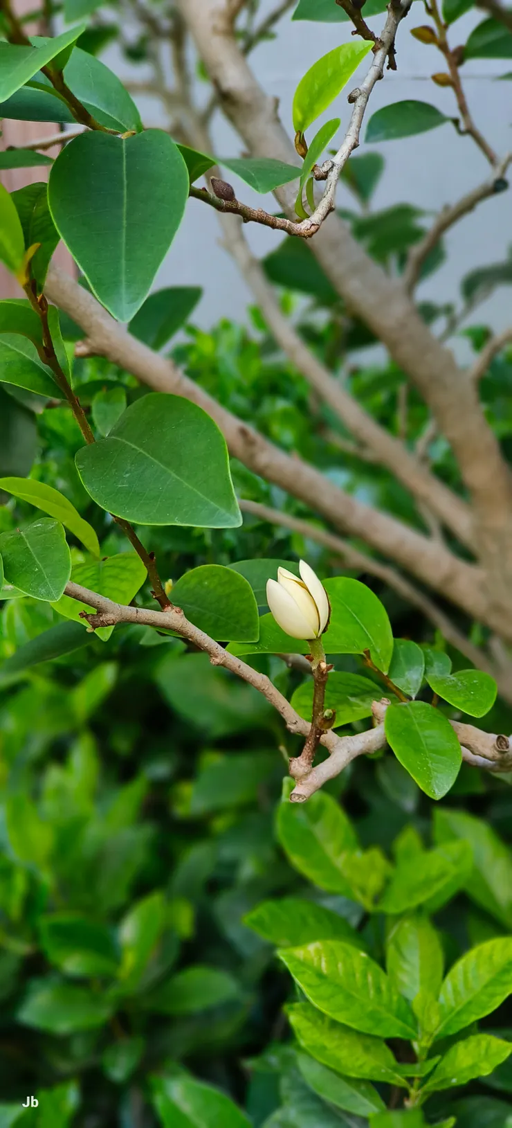 【深秋午後出門前一朵含笑開了!每天上下、午各跑一次醫院的兵馬倥傯中,出門前看到院子裡這朵含笑,不知為什麼會那麼開心!?它已經1個多月没開花了!】